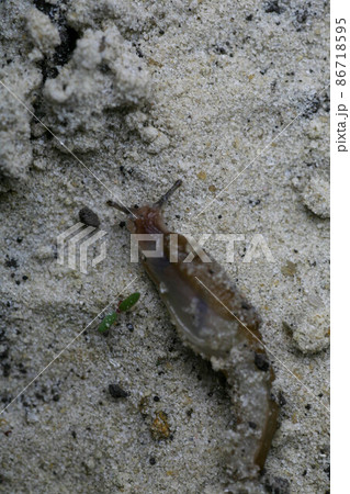 A closeup of a slug on a fresh garden tomato. 86718595