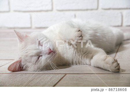Portrait of a domestic cat of white color with big eyes. Portrait of a domestic cat of white color with big eyes. 86718608