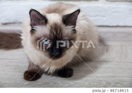 portrait of a grey cat with stripes laying on a ground, close-up, selective focus. High quality portrait of a grey cat with stripes laying on a ground, close-up, selective focus. High quality 86718615