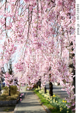 喜多方 日中線 しだれ桜並木 喜多方 日中線 しだれ桜並木 86718840
