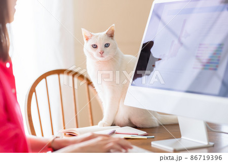 テレワーク 女性と猫 テレワーク 女性と猫 86719396