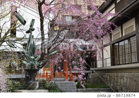 六角堂　枝垂れ桜と太子堂 86719874