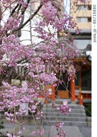 六角堂　枝垂れ桜と太子堂 86719880