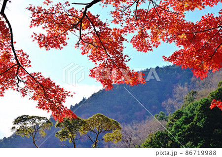 河津七滝・紅葉 河津七滝・紅葉 86719988