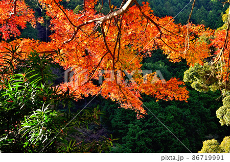 河津七滝・紅葉 河津七滝・紅葉 86719991