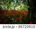 曼殊沙華 86720610