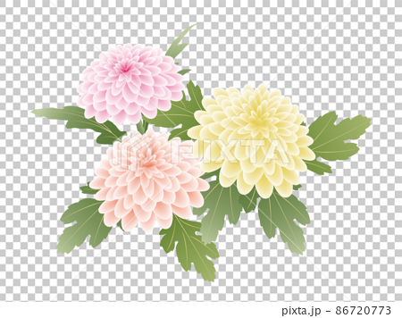 菊の花-黄・橙・ピンク 86720773