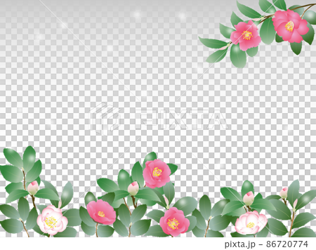 Sasanqua / Snow 86720774