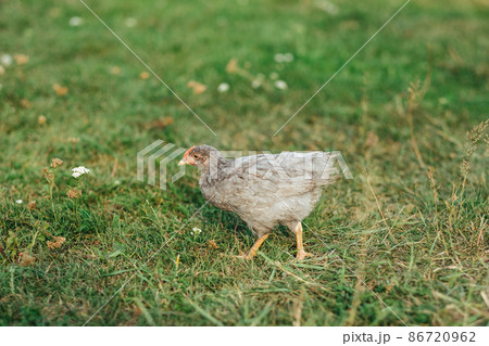 gray chick running on green grass 86720962