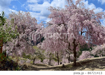 【奈良】高見の郷、千本のしだれ桜が満開 【奈良】高見の郷、千本のしだれ桜が満開 86721413