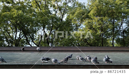 鳩 鳩 86721435