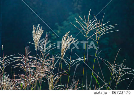 夏　高原　砥峰高原　ススキ　すすき　砥峰高原のすすき　旅 86722470