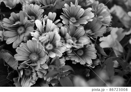 グラデーションの花　モノクロ写真 86723008