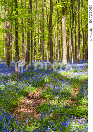 Hallerbos on a sunny spring afternoon 86723009