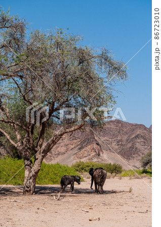 Two desert elephants in the Namibian Desert Two desert elephants in the Namibian Desert 86723010
