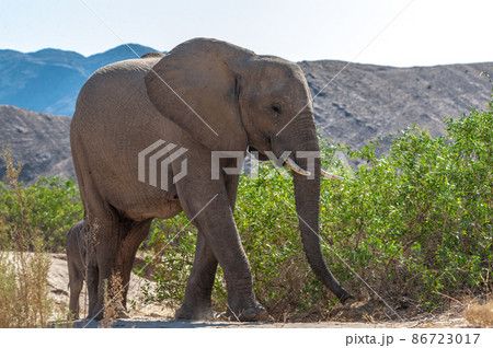 Closeup of a desert elephant in the Namibian Desert Closeup of a desert elephant in the Namibian Desert 86723017