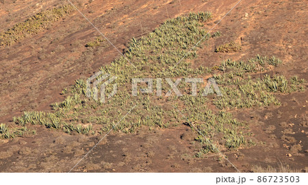 Group of cacti in the Lanzarote landscape 86723503