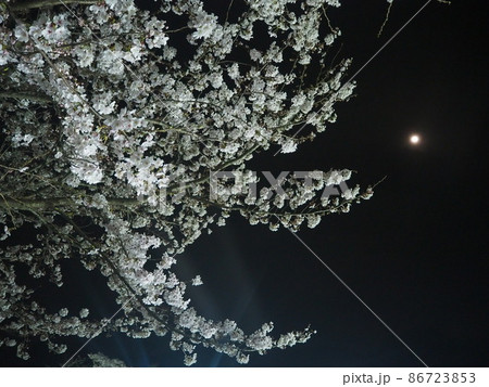 夜桜と満月 夜桜と満月 86723853