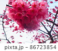 ハート形のような桜 86723854