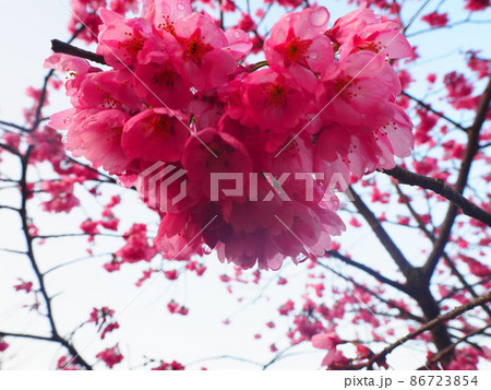 ハート形のような桜 86723854