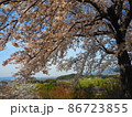 甘樫丘から見る桜と天香久山 86723855