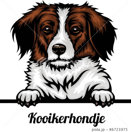 Kooikerhondje - Color Peeking Dogs - dog breed. Color image of a dogs head isolated on a white background Kooikerhondje - Color Peeking Dogs - dog breed. Color image of a dogs head isolated on a white background 86723975