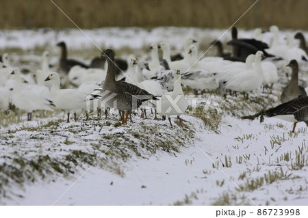 秋田県八郎潟等真冬の北日本に渡来する水鳥、雪原を飛ぶ白い妖精のような水鳥ハクガン 86723998