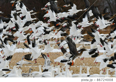 秋田県八郎潟等真冬の北日本に渡来する水鳥、雪原を飛ぶ白い妖精のような水鳥ハクガン 秋田県八郎潟等真冬の北日本に渡来する水鳥、雪原を飛ぶ白い妖精のような水鳥ハクガン 86724008
