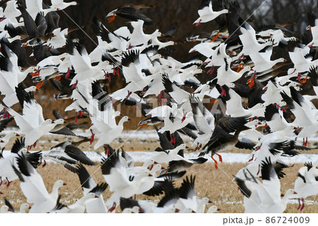 秋田県八郎潟等真冬の北日本に渡来する水鳥、雪原を飛ぶ白い妖精のような水鳥ハクガン 秋田県八郎潟等真冬の北日本に渡来する水鳥、雪原を飛ぶ白い妖精のような水鳥ハクガン 86724009