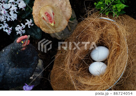 ニワトリの巣と卵 ニワトリの巣と卵 86724054