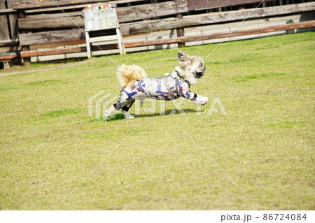 芝生の上を走る犬の横姿 86724084