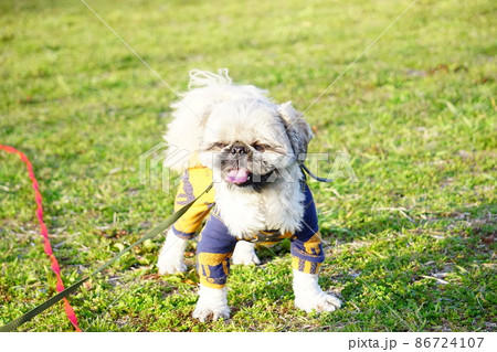 舌を出して立ち止まる犬 舌を出して立ち止まる犬 86724107