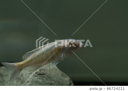 ブッコクロミス スペクタビリスBuccochromis spectabilis ブッコクロミス スペクタビリスBuccochromis spectabilis 86724221