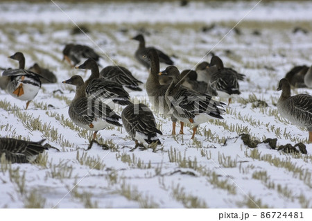 北国秋田県八郎潟の真冬の雪のたんぼで群れる渡り鳥で、大型の雁の仲間マガンとヒシクイ 86724481