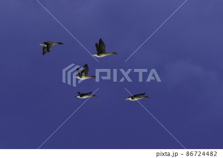 北国秋田県八郎潟の真冬の雪のたんぼで群れる渡り鳥で、大型の雁の仲間マガンとヒシクイ 北国秋田県八郎潟の真冬の雪のたんぼで群れる渡り鳥で、大型の雁の仲間マガンとヒシクイ 86724482