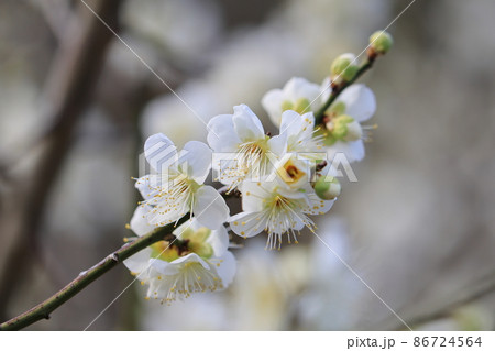 梅 0060 梅 0060 86724564