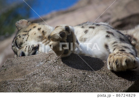 夏のアメリカ・アラスカ旅行 夏のアメリカ・アラスカ旅行 86724829