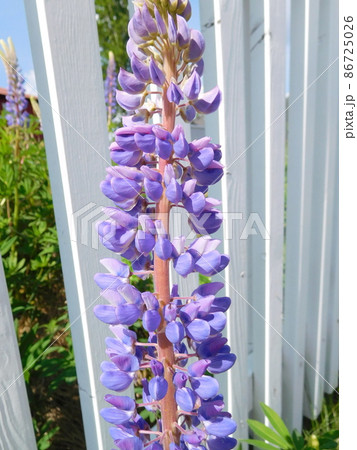 ノルウェー ルピナスの花 ノルウェー ルピナスの花 86725026