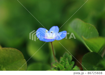 オオイヌノフグリ 86725608