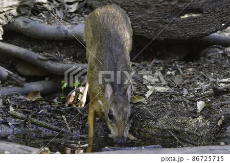 タイやマレーシア等東南アジアのジャングルの森で見られる、ちいさくてかわいい鹿の仲間、マメジカ 86725715