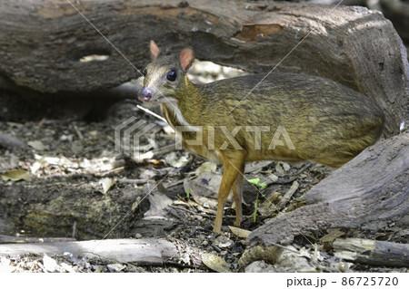 タイやマレーシア等東南アジアのジャングルの森で見られる、ちいさくてかわいい鹿の仲間、マメジカ 86725720