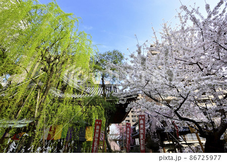 六角堂 縁結びの六角柳と桜 六角堂 縁結びの六角柳と桜 86725977