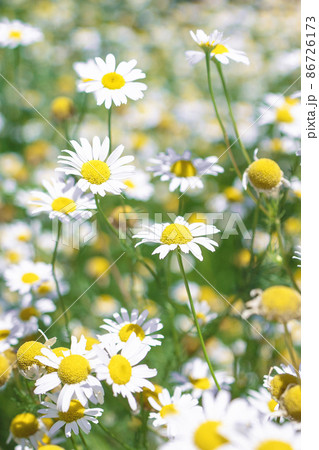 Beautiful blooming medical roman Chamomile flowers Field  86726173