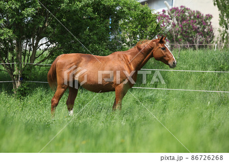 Portrait of Budyonny horse Portrait of Budyonny horse 86726268