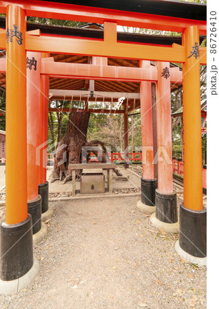 京都　伏見稲荷大社　根上りの松 86726410