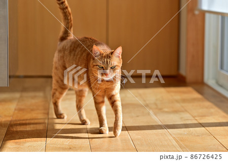 猫のいる生活　歩み寄る6 86726425