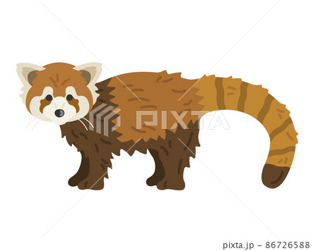 レッサーパンダのイラストのイラスト素材