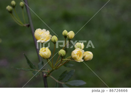 close-up buds Lady Banks rose, just Banks rose or Rosa banksiae, small light yellow inflorescences of roses and buds, spring close-up buds Lady Banks rose, just Banks rose or Rosa banksiae, small light yellow inflorescences of roses and buds, spring 86726666