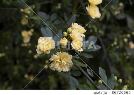 low key, yellow roses on a dark emerald background Lady Banks rose, just Banks rose or Rosa banksiae, April, spring low key, yellow roses on a dark emerald background Lady Banks rose, just Banks rose or Rosa banksiae, April, spring 86726669