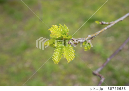 Young oak leaves and buds in early spring. Young foliage with catkins earrings on the green side. Young oak leaves and buds in early spring. Young foliage with catkins earrings on the green side. 86726688